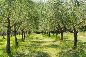 Fototapeta na wymiar Olive trees in Romagna countryside - Travel in Italy