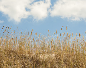 beautiful view of the coastal dunes