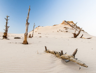 beautiful view of the coastal dunes