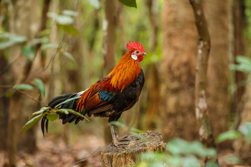 Wild Rooster