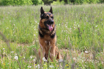 Dog german shepherd on the field in summer day