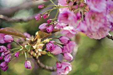 Tree with Pink Cherry in Spring