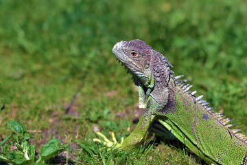 Green iguana - large herbivorous lizard close up