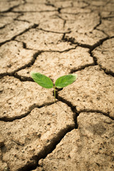 New Growth in Cracked Earth or Small plant in dried cracked mud