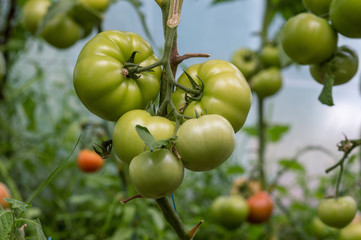 poured a bunch of tomatoes