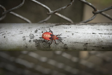 Closeup red bug on metal fence 