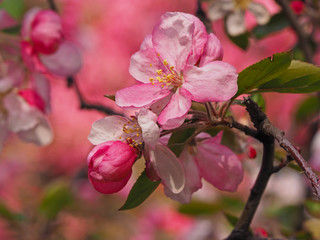 Obraz premium Sakura cherry blossom closeup