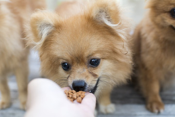 puppy brown pomeranian