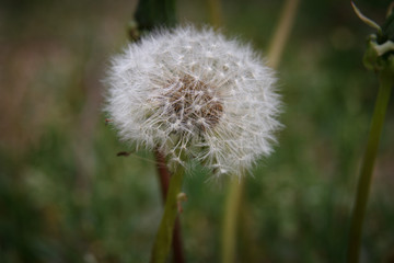 Белый одуванчик