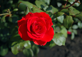 Red Rose