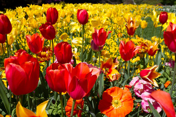Red tulips and yellow background