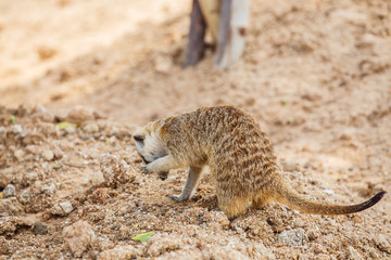 Meerkat