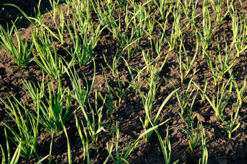 Young stems onions sprouts  in the garden