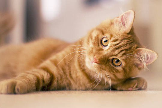 Chat roux et blanc - fotobourgogne