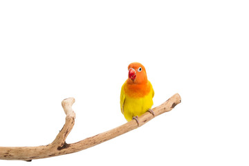 Double Yellow Lovebird