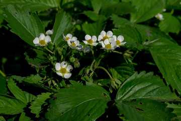 blossomed strawberry flowers bushes and leafs