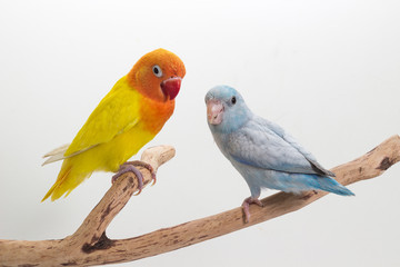 Yellow Lobebird and Pastel Blue Forpus