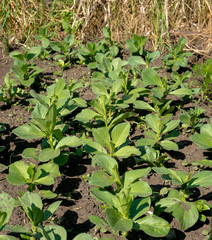 Young bean sprouts on a bed in the garden