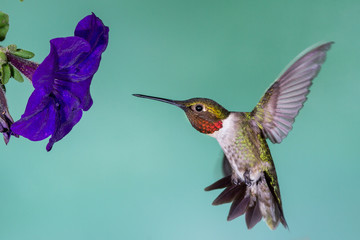 Fototapeta premium Hummingbird in Flight
