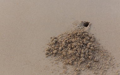 hole crab on the sand