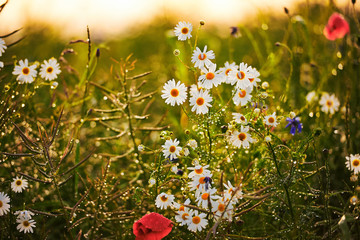 Polne kwiaty przy polu © barytek