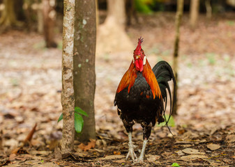 Wild Rooster