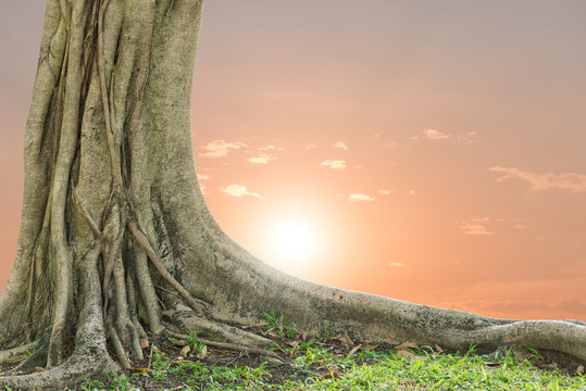 Roots of a tree and green grass with sunset sky background