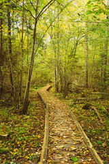 Wooden boarding path way pathway in autumn forest