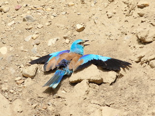 European Roller, Coracias garrulus