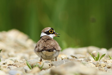 Little Ringed Plover, Charadrius dubius