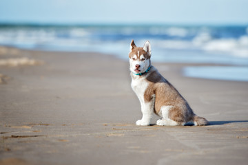 siberian husky puppy sitting on a beach