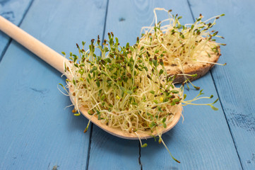 fresh alfalfa sprouts on a blue board - 113164448