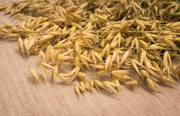 oat grain closeup