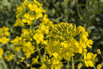 yellow flowers rape oleaginous