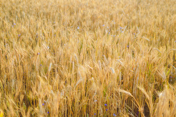 Golden wheat on the field.