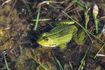 Зеленая лягушка