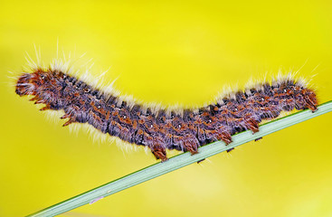 Caterpillar