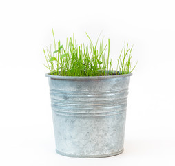 fresh grass plant in vivid pot on white background