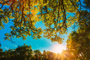 Obraz premium Sunset, sunrise in Summer Sunny Forest. Lens flare effect.