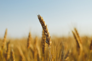 Wheat field on the sunset background