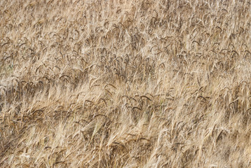 Wheat field detail texture pattern