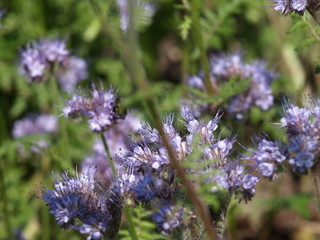 rainfarn-phacelia-bienenblume-bienennahrung