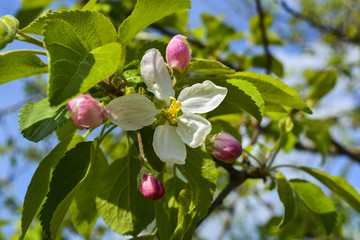 цветущее дерево яблоня