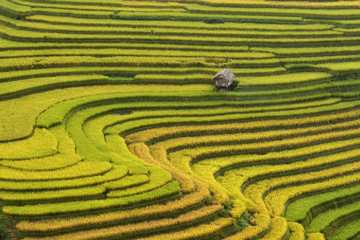 Rice terrace in northeast region of Vietnam