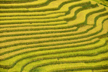Fototapeta na wymiar Rice terrace in northeast region of Vietnam