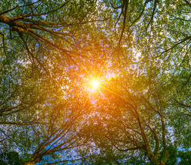 Sun ray through the trees