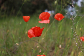 Naklejka premium Красные опийные маки 