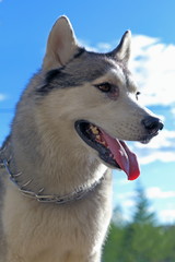 Species of a dog from the lower foreshortening