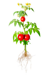 young seedling of fresh green and red tomatoes fruit and flowers © Alisa