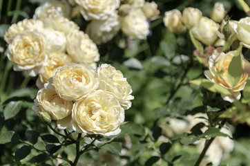 Yellow rose bush in bloom at natural outdoor garden, Sofia, Bulgaria 